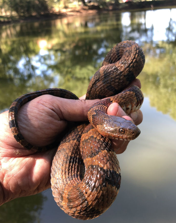 Midland Water Snake